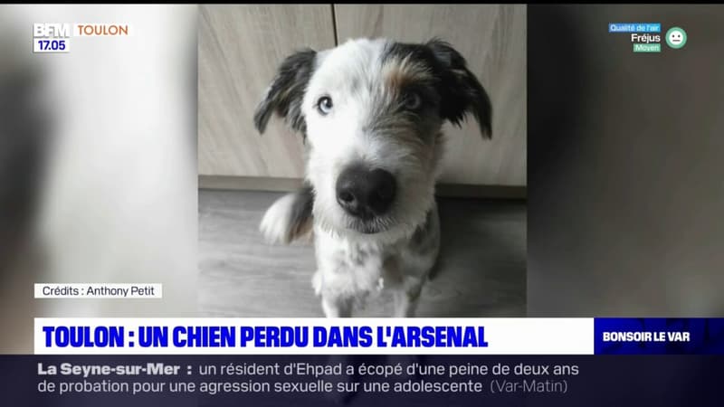 Toulon: un chien perdu dans la base navale