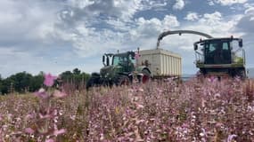 Les récoltes ont commencé avec de l'avance sur le plateau de Valensole, dans les Alpes-de-Haute-Provence, le 26 juin 2025.