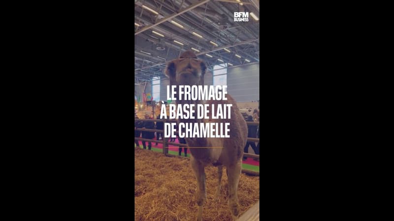 Les insolites du Salon de l'agriculture.mp4