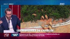 Un troupeau de pachydermes en pleine aventure qui passionne toute la Chine.