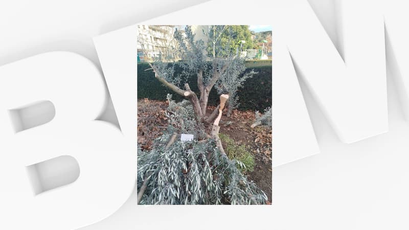 Un "acte indigne": un arbre hommage à Ilan Halimi partiellement sectionné près de Lyon, une enquête ouverte