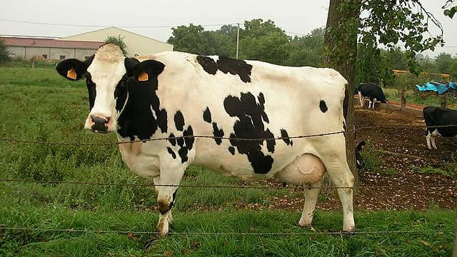 Une vache (image d'illustration)