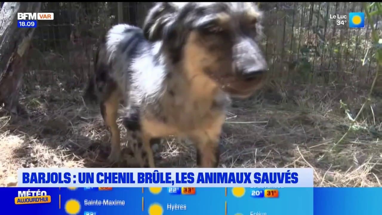 Incendie du Gros Bessillon : un chenil brûle à Barjols, les animaux sauvés in extremis