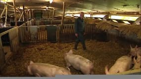 Filière porcine: les éleveurs de porcs bio échappent à la crise