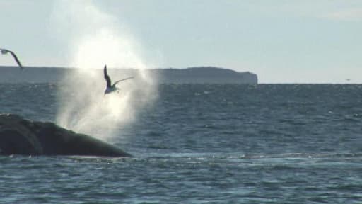 Une attaque de goéland sur une baleine au large de l'Argentine.
