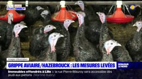Grippe aviaire: les mesures levées à Hazebrouck