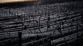 Dans le vignoble de Chablis, en Bourgogne, le 7 avril 2021 après un épisode de gel 