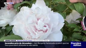 Au cœur du paradis des pivoines à Saint-Symphorien, dans la Sarthe