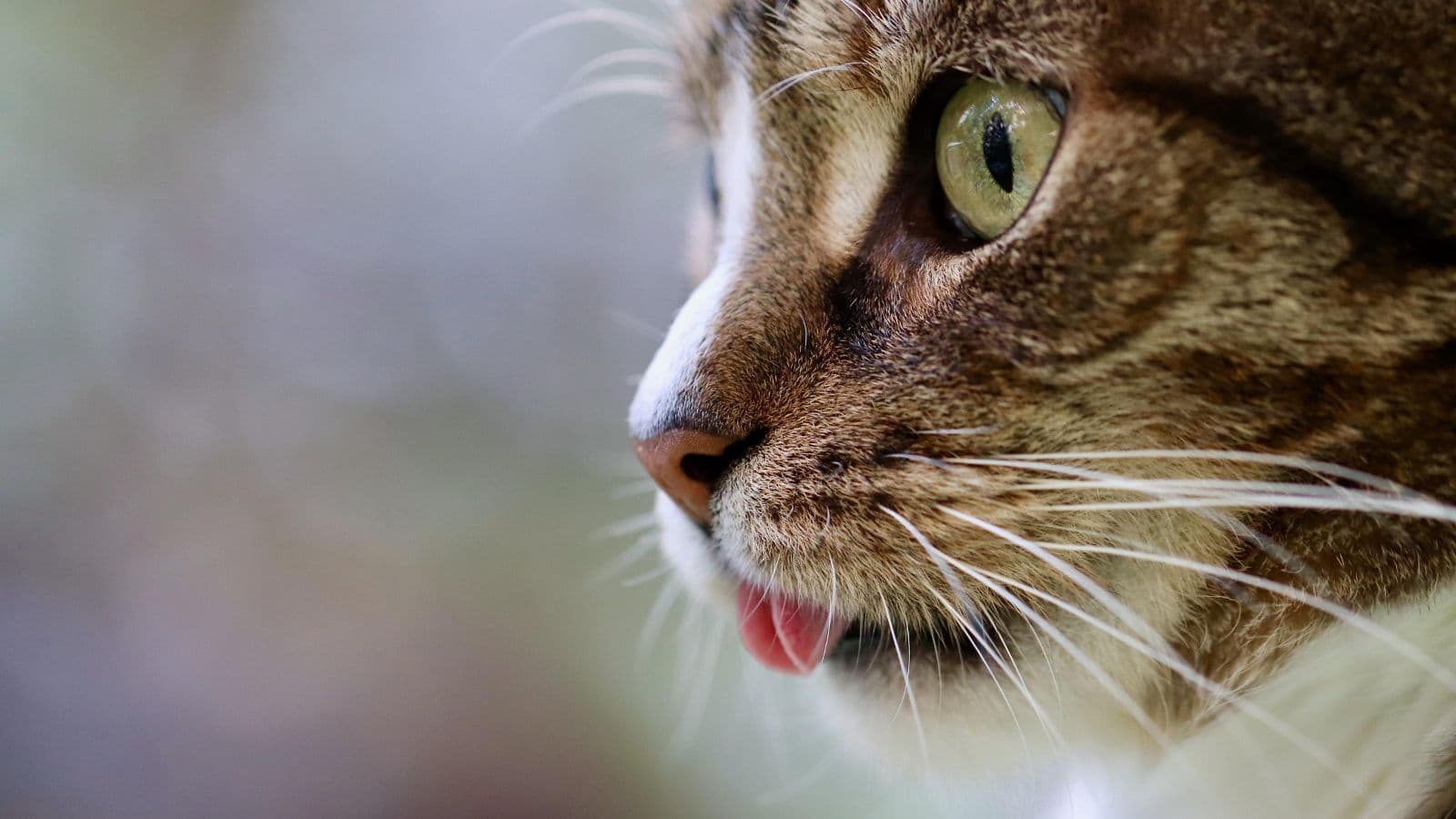 5 croquettes pour chats à petit prix, mais gourmandes pour régaler votre chat