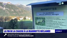 Alpes du Sud: la fin de la chasse à la marmotte réclamée