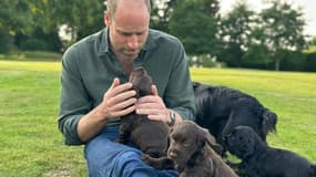 Le Prince William et ses chiots le 21 juin 2025