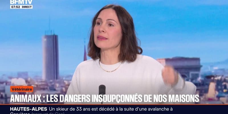 Animaux: attention aux dangers insoupçonnés de nos maisons