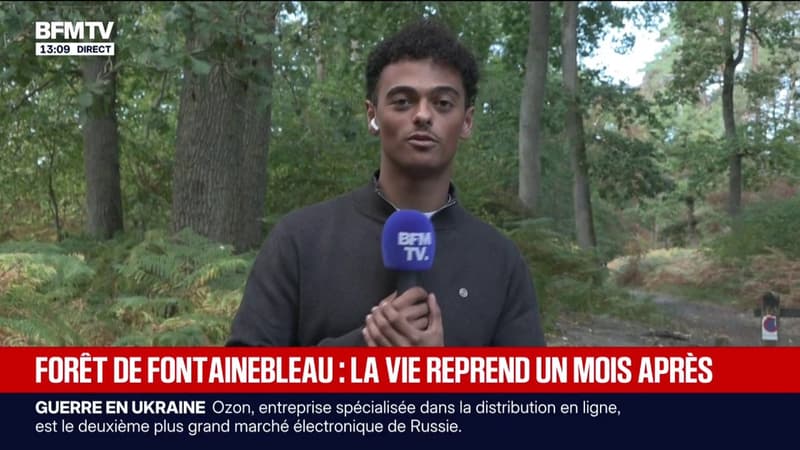 Un mois après les incendies, la forêt de Fontainebleau rouvre au public