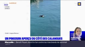 Bouches-du-Rhône: un pingouin aperçu dans les Calanques