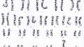 Les 23 paires de chromosomes de l'espèce humaine (photo d'illustration)