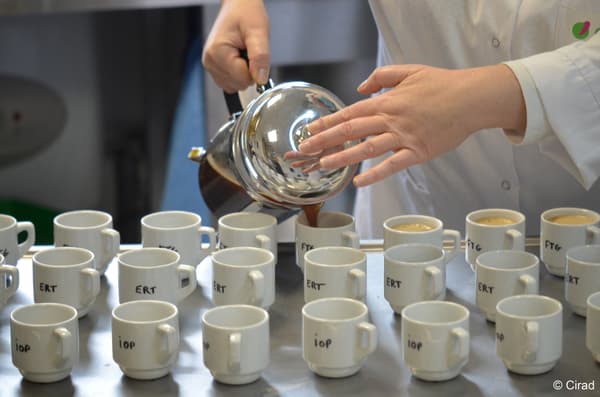 Le Cirad a organisé des tests à l'aveugle pour tester de nouvelles variétés de café