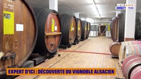 Expert d'ici : Découverte du vignoble Alsacien 2