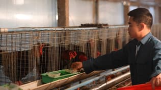 Un éleveur de poules dans sa ferme de la province de Hung Yen, au Vietnam, le 10 janvier 2023.