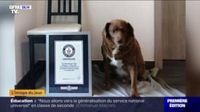 Le record de Bobi, plus vieux chien du monde mort à 31 ans, suspendu temporairement après des doutes du Guinness