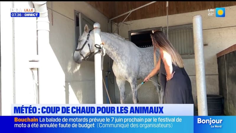 Coup de chaud pour les animaux aussi cette semaine