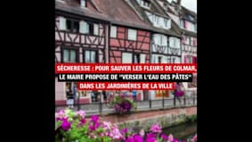 Pour sauver les fleurs de Colmar, le maire propose de "verser l'eau des pâtes" dans les jardinières