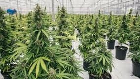 Le THC est l'une des principales molécules qui compose le cannabis.