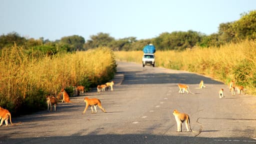 Une route partant du parce de Waza dans le Nord-Cameroun, en 2008.