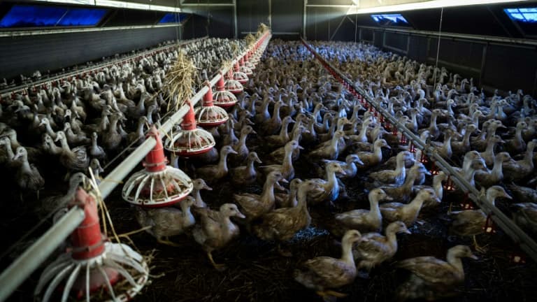 Des canes destinées à la fabrication de foie gras confinées à Sarrant, dans le Gers, le 28 novembre 2022, en raison de l'épizootie de grippe aviaire
