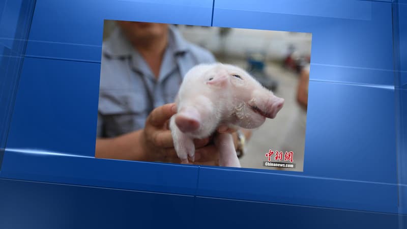 Ce bébé cochon a été trouvé dans les rues de Tianjin, en Chine.