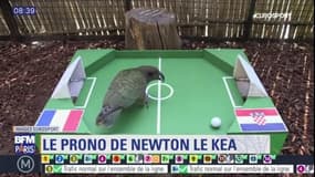 France-Croatie, qui va l'emporter? Newton, le perroquet du jardin des Plantes a fait son pronostic