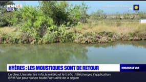 Hyères: les moustiques sont de retour