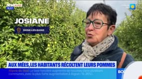 Les habitants des Mées perpétuent la tradition et récoltent leurs pommes