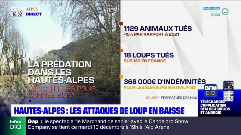 Hautes-Alpes: les attaques de loup en baisse cette année