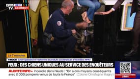 7 MINUTES POUR COMPRENDRE - Incendie dans l'Aude: des chiens détecteurs de produits accélérateurs d’incendie au service des enquêteurs