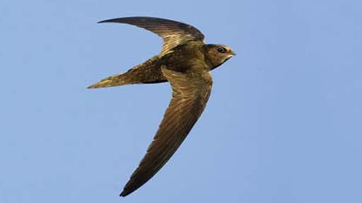 Le martinet, un oiseau qui « a la particularité de voler en permanence et de se nourrir en vol et donc toutes les déjections tombent du matin ou soir »