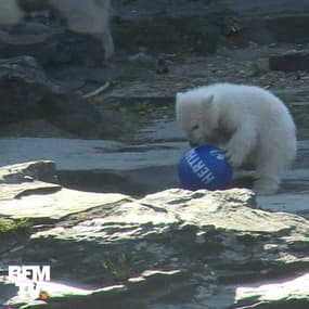La petite ourse polaire du zoo de Berlin a enfin un prénom
