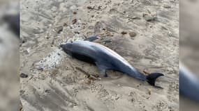 Un dauphin retrouvé mort sur une plage de La Seyne-sur-Mer (Var) le mardi 28 janvier 2025.