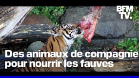 Un zoo danois propose aux particuliers de donner leurs animaux de compagnie pour nourrir ses fauves