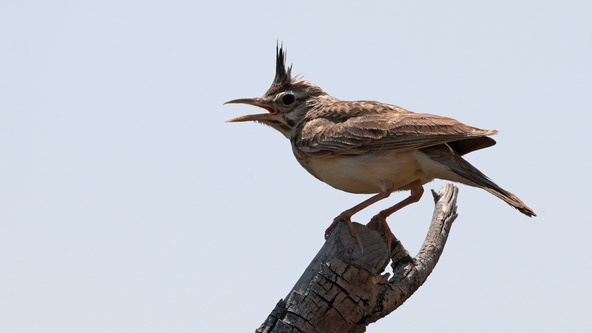 Un cochevis huppé sur une branche au lac al-Qudra dans l'émirat du Golfe de Dubaï, le 21 avril 2021.