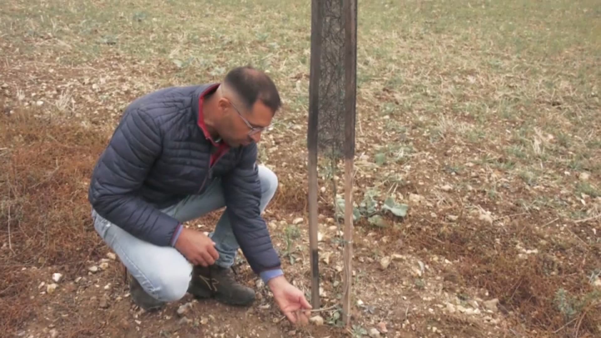 "DÉRACINÉS UN À UN": UNE ENQUÊTE OUVERTE APRÈS LA DÉCOUVERTE DE PLUS DE 700 PIEDS D'OLIVIERS VANDALISÉS DANS L'EURE