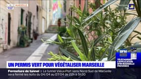 Un permis vert pour végétaliser Marseille