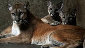 Une femelle puma et ses deux petits dans un zoo au Nicaragua, le 25 janvier 2012