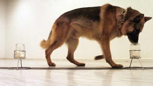 L'odorologie s'appuie sur l'identification d'odeurs par des chiens spécialement entraînés. (Photo d'illustration)