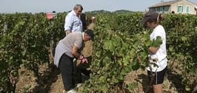 La chute de la livre entraîne une ruée vers le vin de Bordeaux