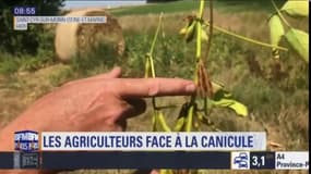 Les agriculteurs franciliens face à la canicule