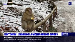 Kintzheim: l'hiver à la montagne des singes