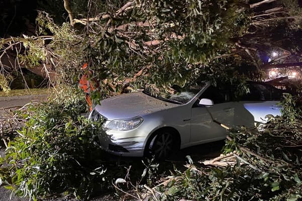 Une chute d'arbre provoquée par les vents violents qui ont touché l'Australie, le 13 février 2024 
