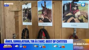 Les Ch'tites Sorties du samedi 17 août 2024 - Anes, simulateur, tir à l'arc... Best-Of Ch'tites