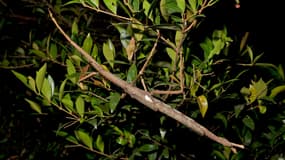 Une nouvelle espèce de phasme, Acrophylla alta. 