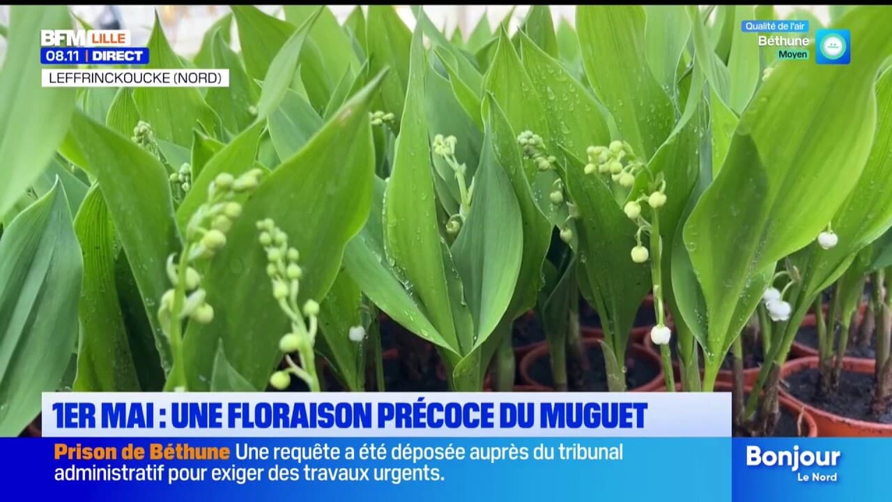 La floraison du muguet est précoce cette année.